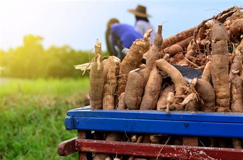  Cassava: Ein vielseitiges Rohmaterial für die Herstellung von Bioethanol und Lebensmittelzusatzstoffen!