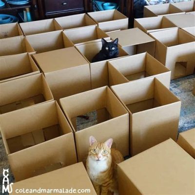 自主学習ネタ中1：なぜ猫は箱が好きなのか？