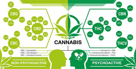 Will CBN Show on Drug Test: A Journey Through the Labyrinth of Cannabinoid Mysteries